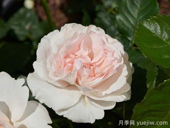 安娜安切尔月季/安娜安彻(图1)