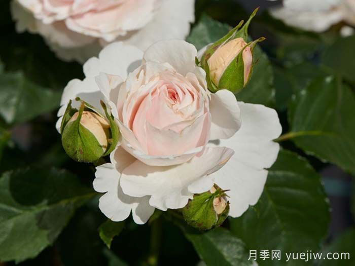 安娜安切尔月季/安娜安彻(图2)