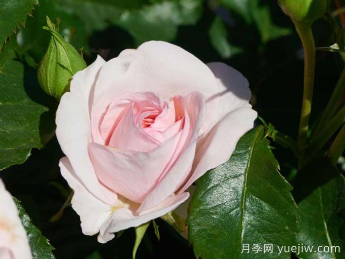 安娜安切尔月季/安娜安彻(图3)