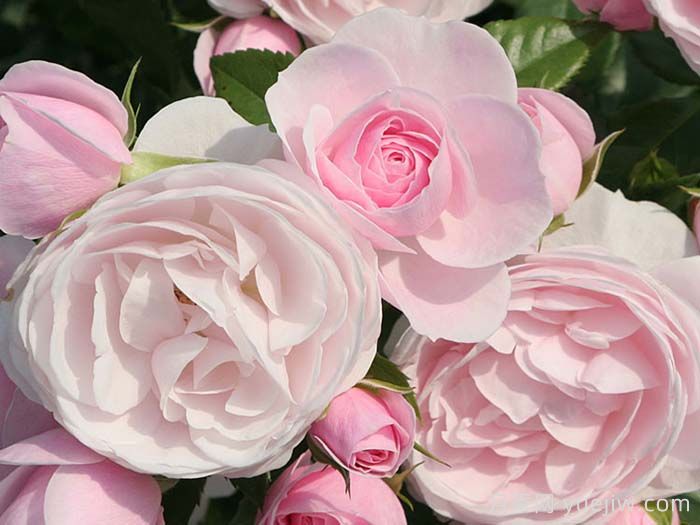 汉斯戈纳文月季(图1)