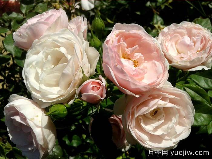 汉斯戈纳文月季(图4)