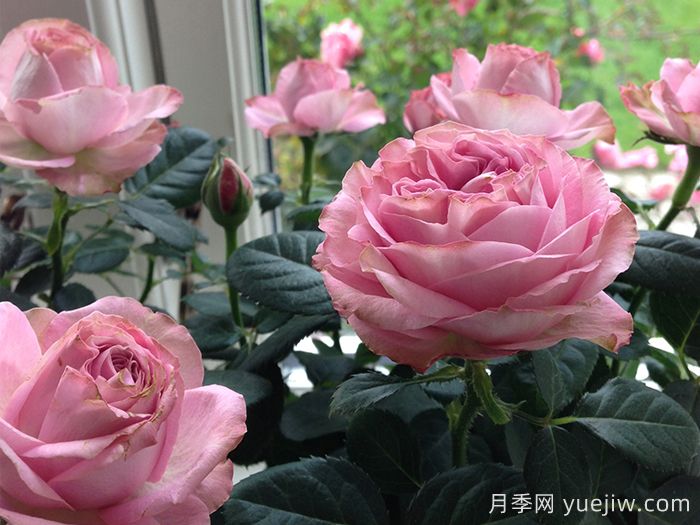 无限粉红月季/粉色无限月季(图2)