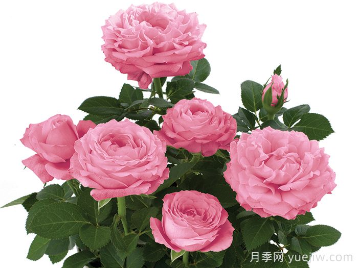 无限粉红月季/粉色无限月季(图1)