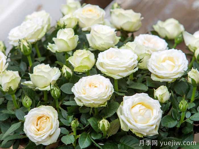 无限白色月季(图1)