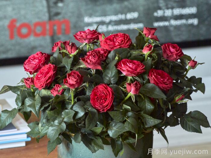无限红色月季(图1)