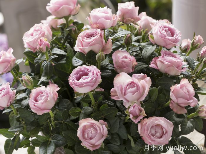 无限粉红月季/粉色无限月季(图3)