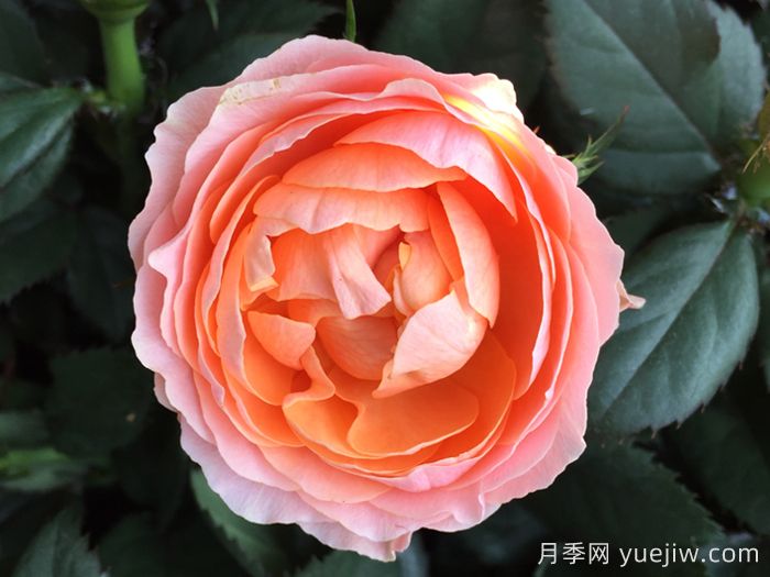 无限女王月季(图1)