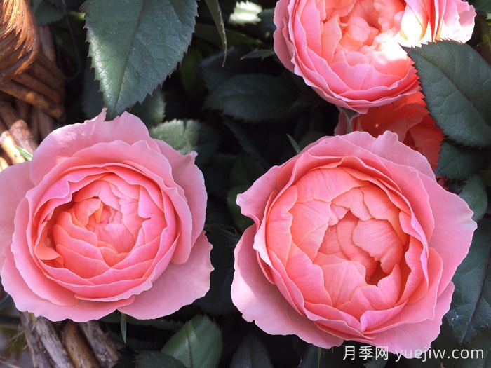 无限女王月季(图3)