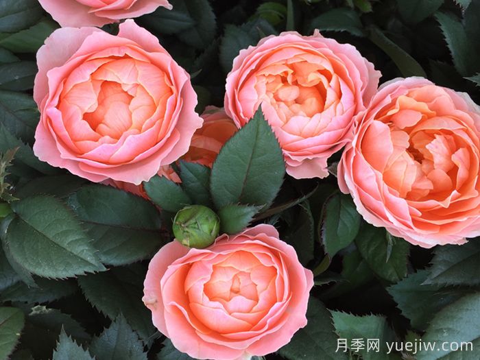 无限女王月季(图2)