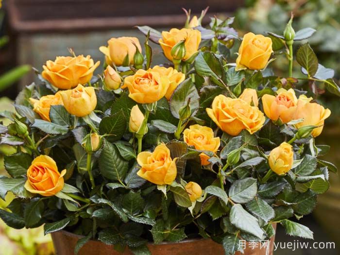 无限金色月季/金无限(图2)