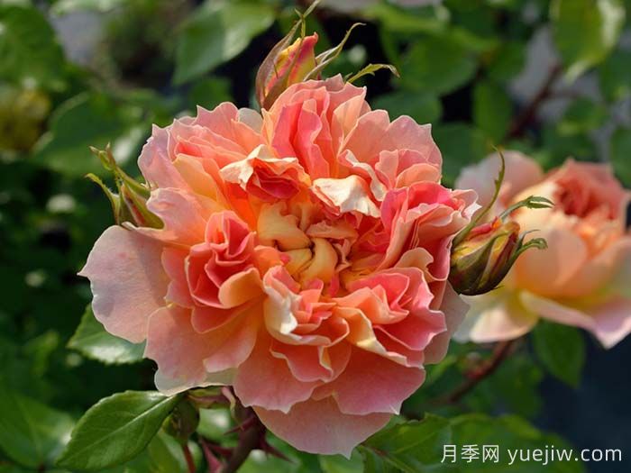 南瓜灯笼月季(图1)