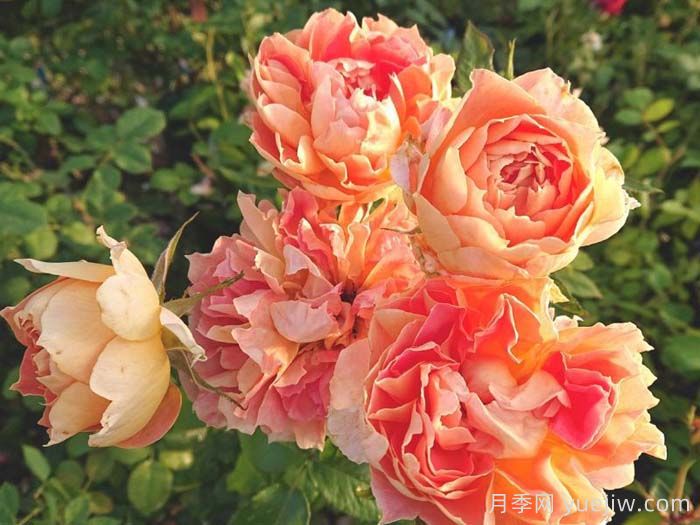 南瓜灯笼月季(图2)