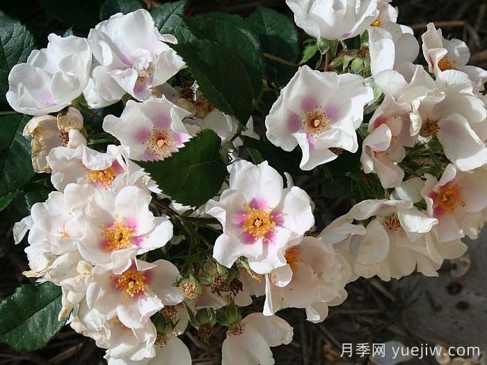 九月之星月季/九月明星(图1)