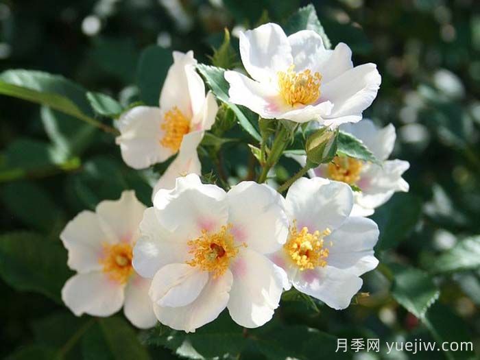 九月之星月季/九月明星(图2)