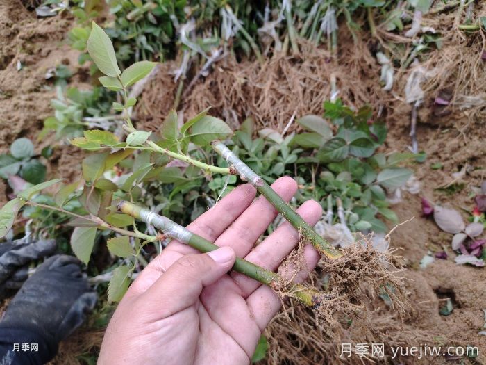 月季牙签苗的种植和养护(图1) 月季牙签苗的种植和养护(图1)