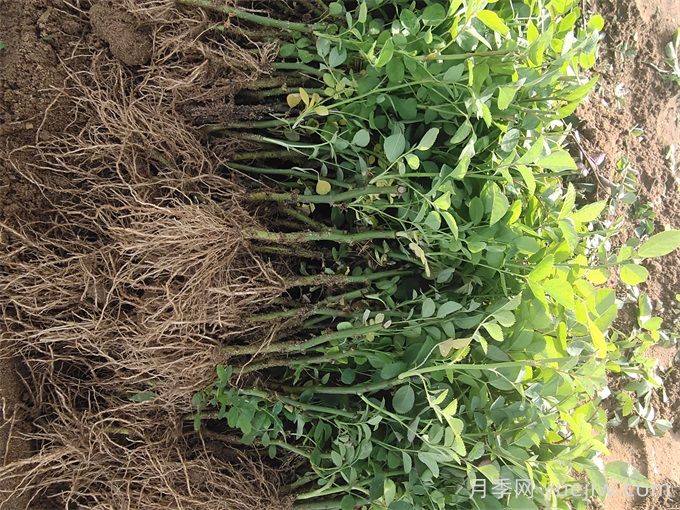 月季牙签苗的种植和养护(图2) 月季牙签苗的种植和养护(图2)