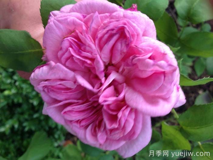 利吉尔夫人月季(图1)