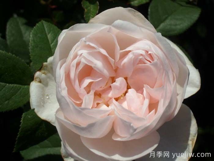 贡索利盖塔诺月季(图1)