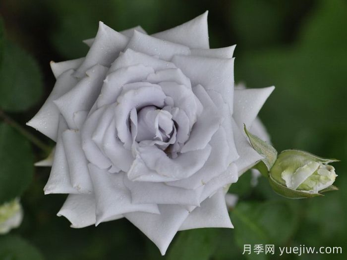 蓝色天堂月季(图1)