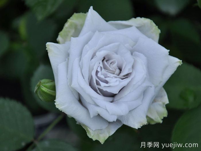 蓝色天堂月季(图2)