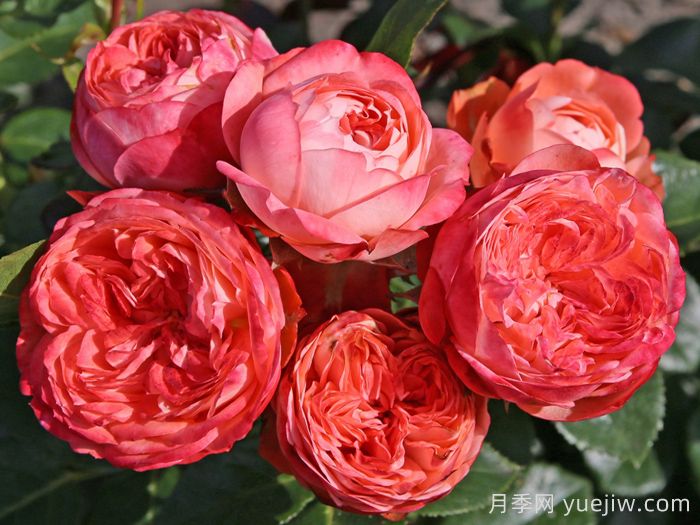 庞贝月季/蓬培基/庞贝吉(图1)