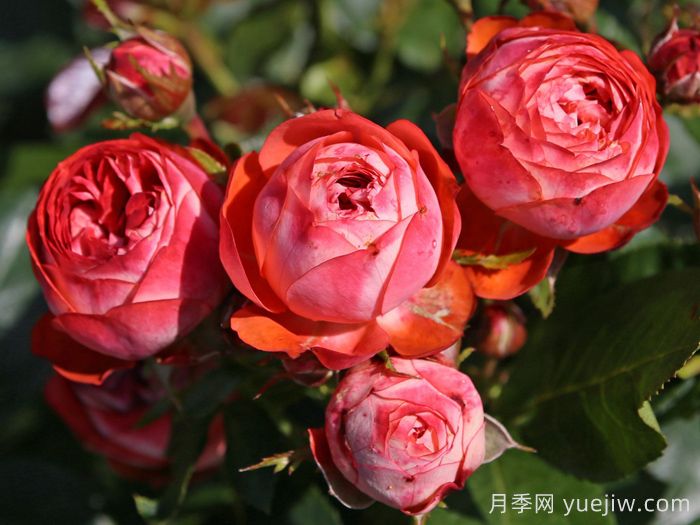 庞贝月季/蓬培基/庞贝吉(图2)