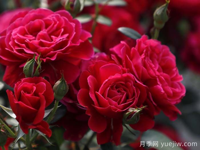 14周年红月季/朝阳红(图4)