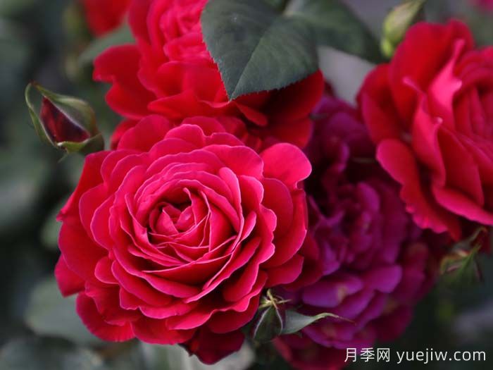 14周年红月季/朝阳红(图2)