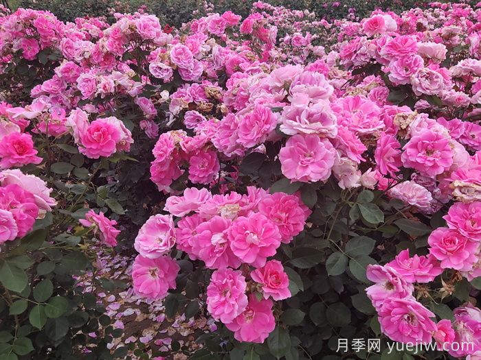 定州月季市花文化和景观图集(图1) 定州月季市花文化和月季景观(图1)