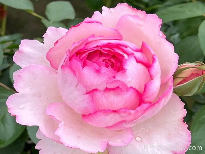 伊芙唯一月季/伊芙一号月季(图1)