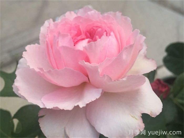 伊芙唯一月季/伊芙一号月季(图2)