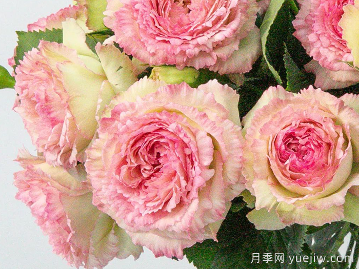 蕾丝伊甸园月季(图1)