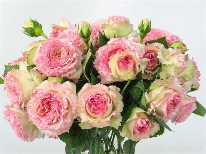 蕾丝伊甸园月季(图2)