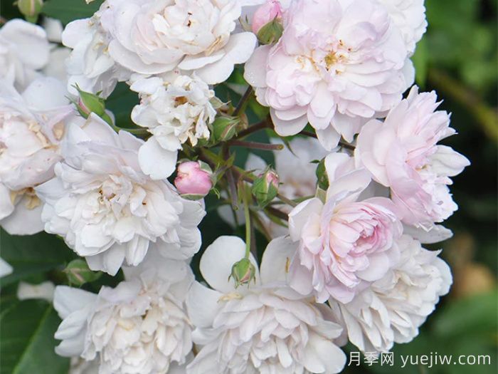 粉红努塞特月季/诺瓦塞特(图1)