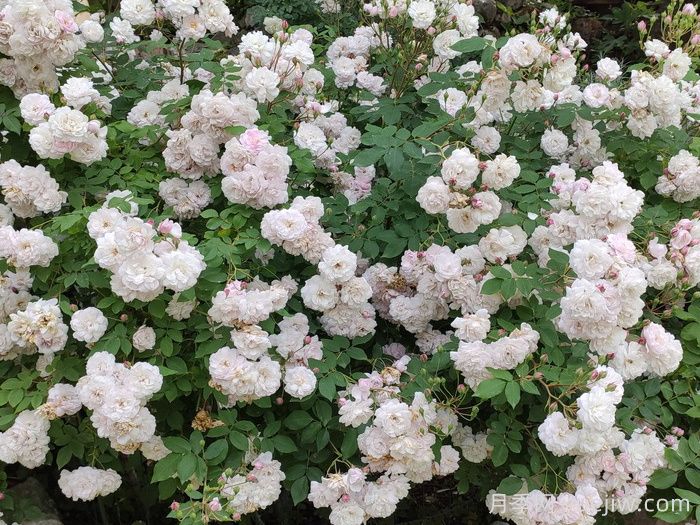 粉红努塞特月季/诺瓦塞特(图2)