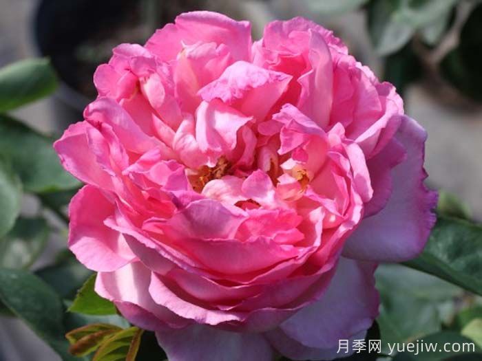 伊芙五号月季(图1)