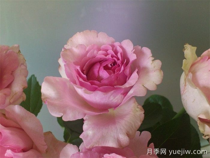 伊芙雷欧诺月季(图2)