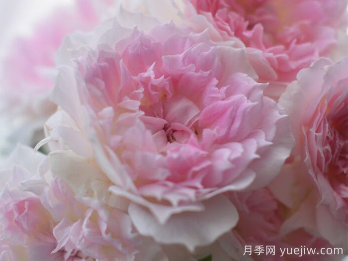 镂空月季/蔚蓝刺绣/光之窗(图3)