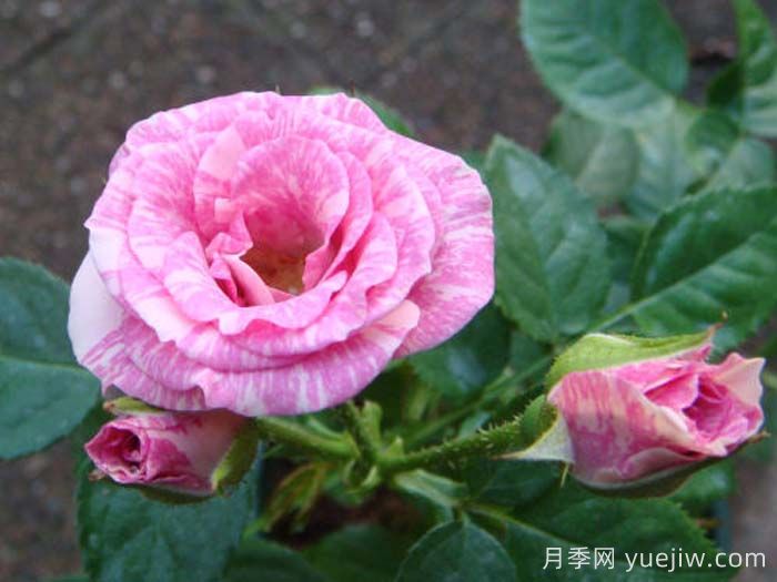 闪光丽迪雅月季(图1)