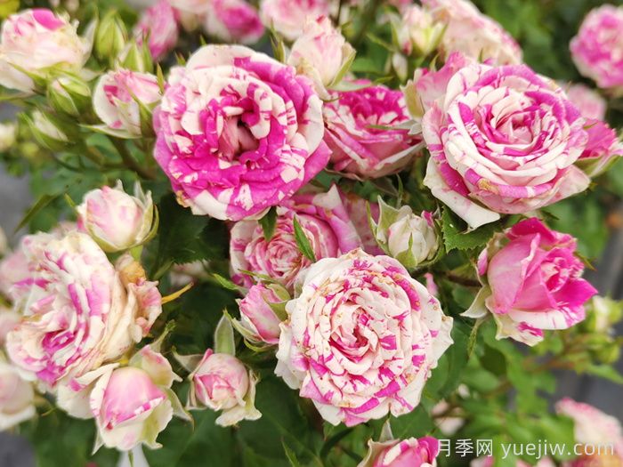 闪电舞月季(图2)