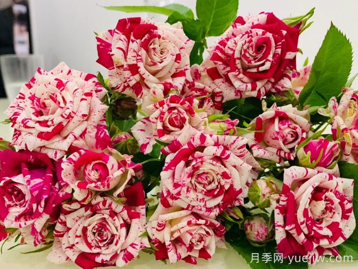 闪电舞月季(图1)