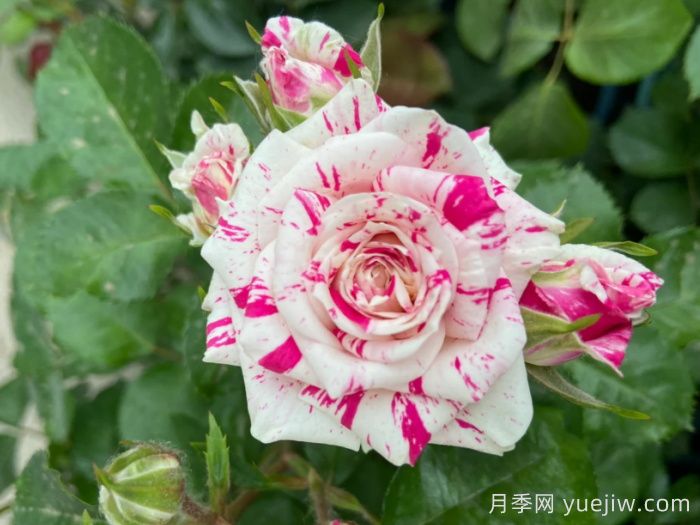 闪电舞月季(图3)