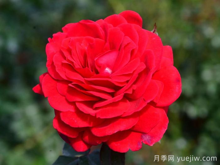 初心月季(丰花)(图1)