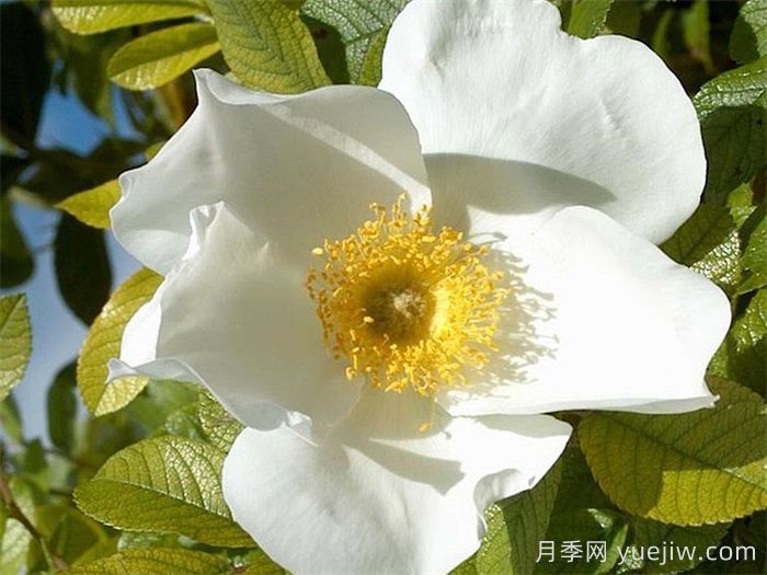 白色惊喜月季(图1)