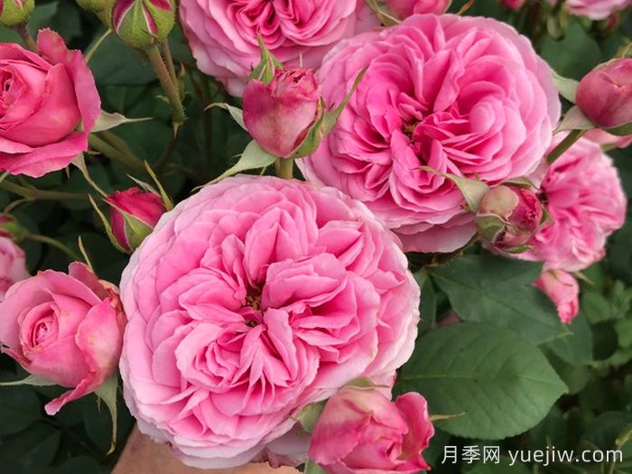 祖母粉色月季/祖母的粉色(图1)