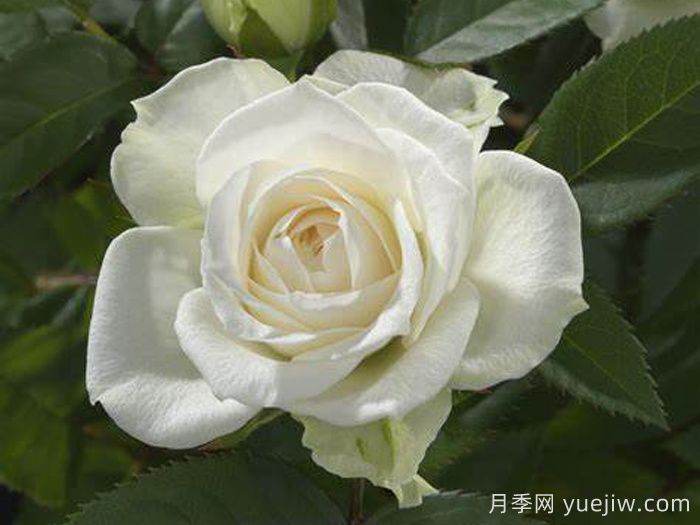 白色宝石月季(图1)