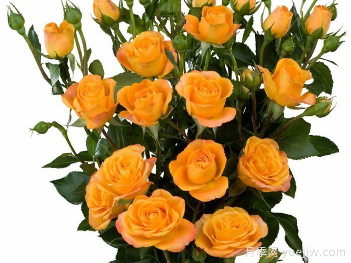 阿巴巴月季/贝巴月季(图1)