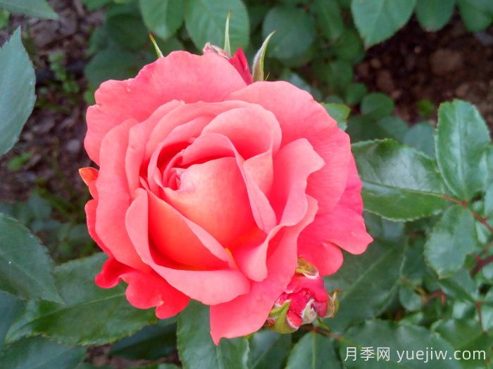 阿比斯科月季/阿比斯库(图1)