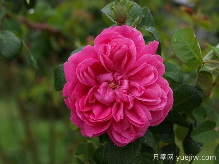 乔森哈特月季/格伦多拉/波特兰邱园(图2)