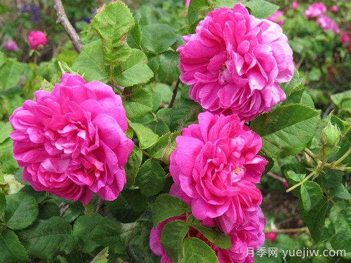 乔森哈特月季/格伦多拉/波特兰邱园(图1)